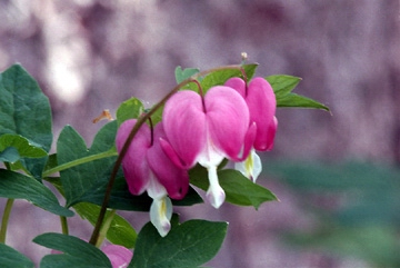 Bleeding Heart